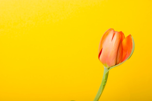 Close-up of orange tulips against yellow background