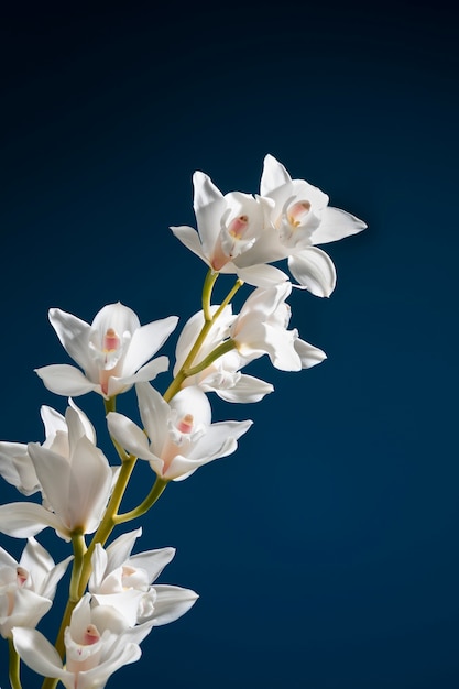 Foto gratuita primo piano sui dettagli del fiore dell'orchidea