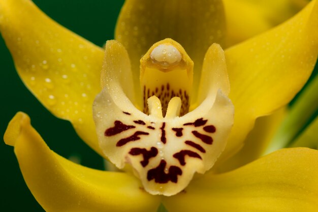 Close up on orchid flower details