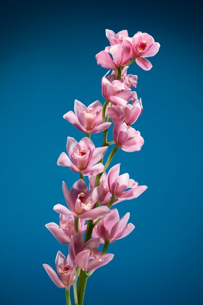 蘭の花の詳細をクローズアップ