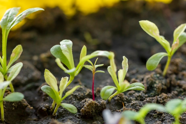 Close-up organic small plants