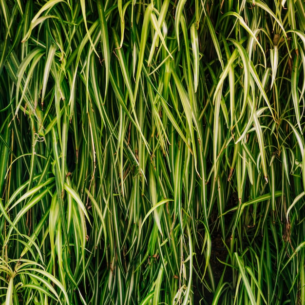 Close-up of ornamental grasses