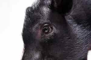 Free photo close up ortrait of cute black pig