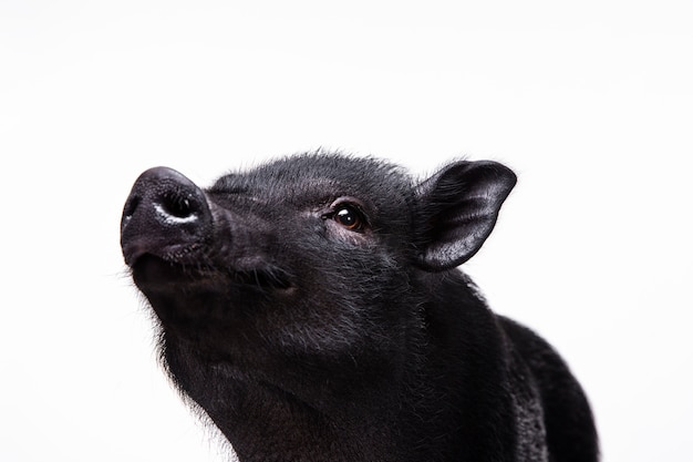 Close up ortrait of cute black pig