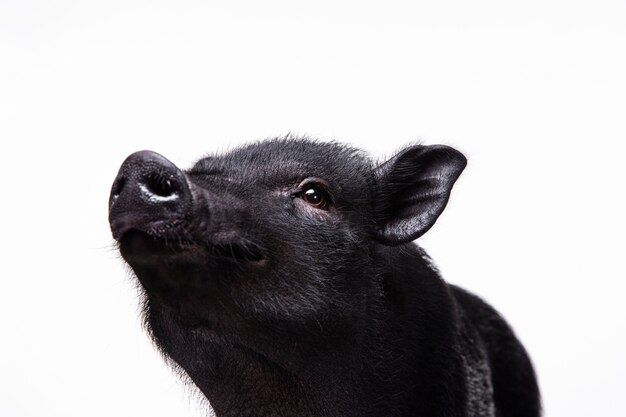 귀여운 검은 돼지의 ortrait를 닫습니다