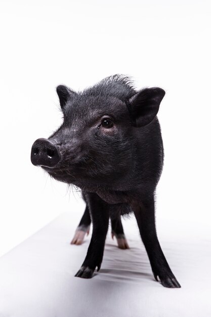 Close up ortrait of cute black pig