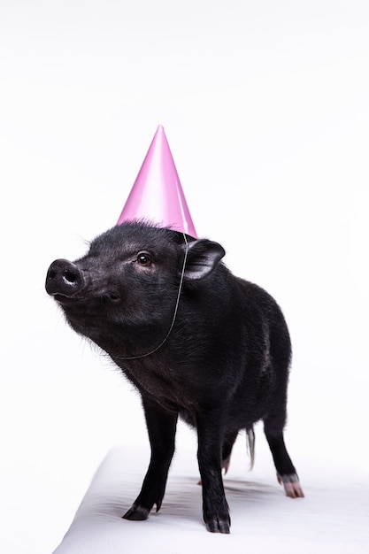 Close up ortrait of cute black pig