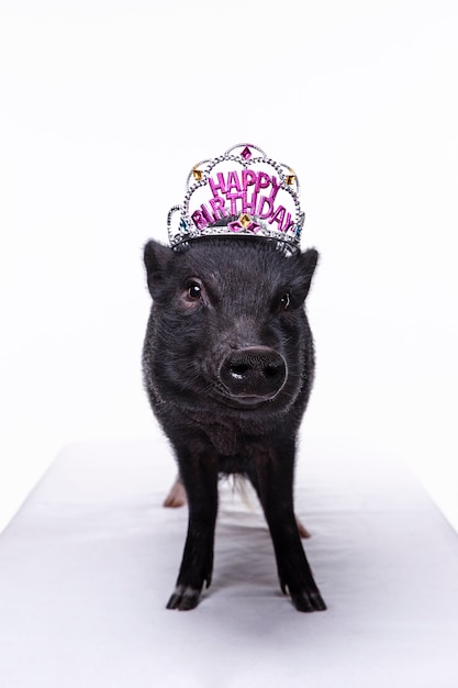 Free photo close up ortrait of cute black pig