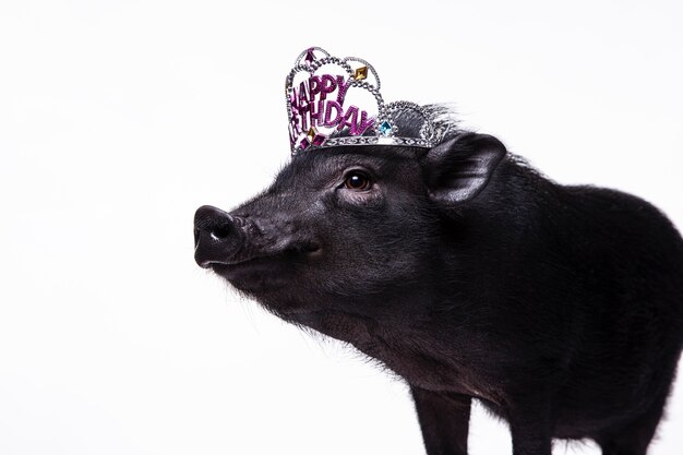 Close up ortrait of cute black pig