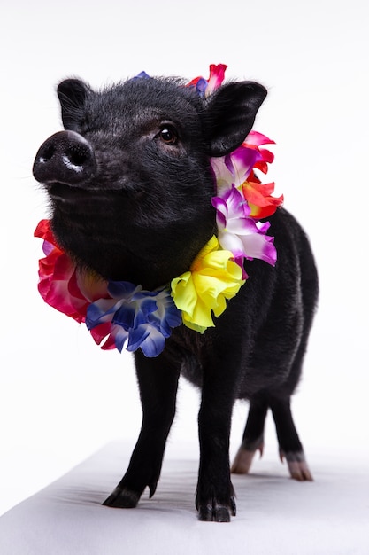 Close up ortrait of cute black pig