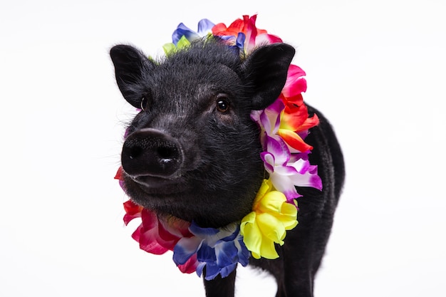 Close up ortrait of cute black pig