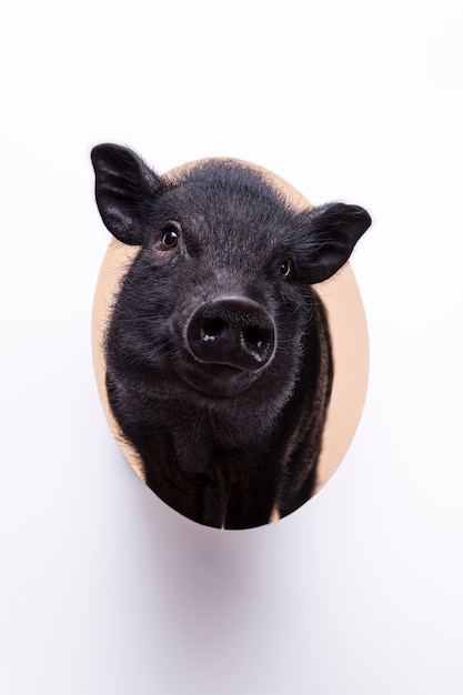 Close up ortrait of cute black pig