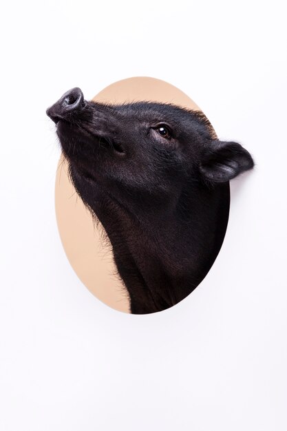 Close up ortrait of cute black pig