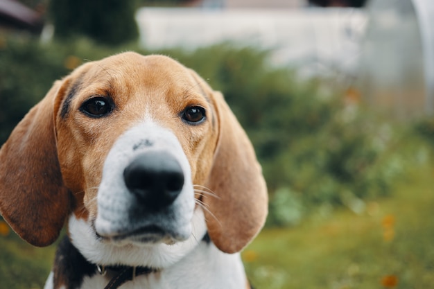 首輪を身に着けている愛らしいかわいい子犬ビーグル犬の屋外ショットを閉じます。