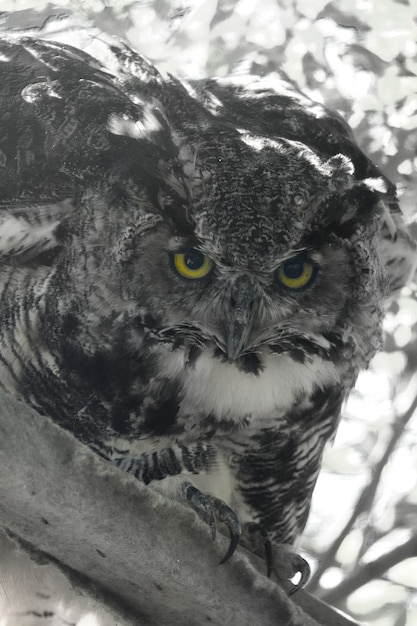 カメラを見てフクロウを閉じる