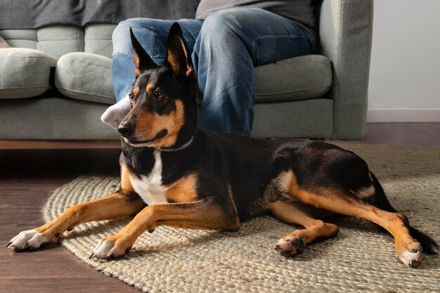 Close up owner on couch and smiley dog