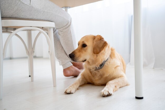 飼い主とかわいい犬をクローズアップ