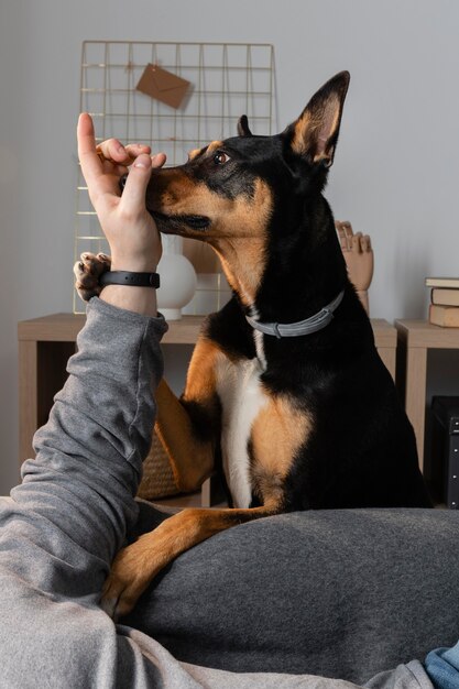 Close up owner and dog playing