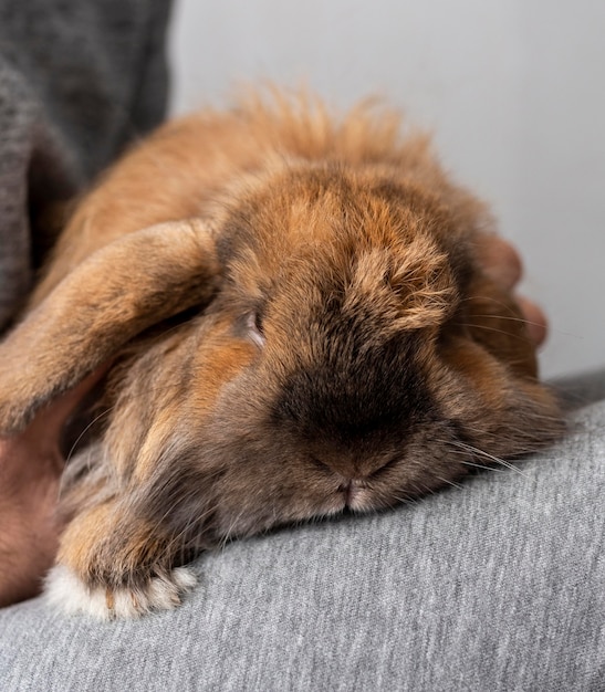 Close up owner holding bunny on legs