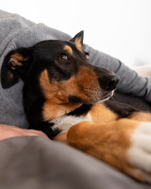 かわいい犬を保持している所有者をクローズアップ