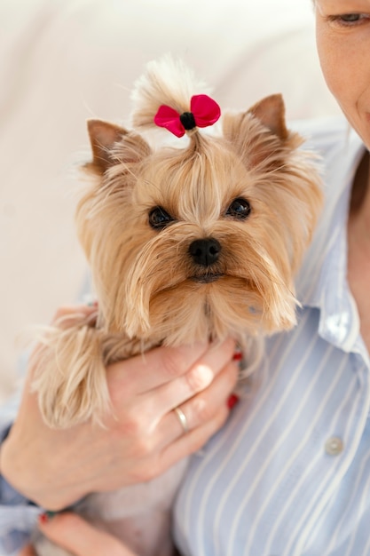 Close up owner holding dog