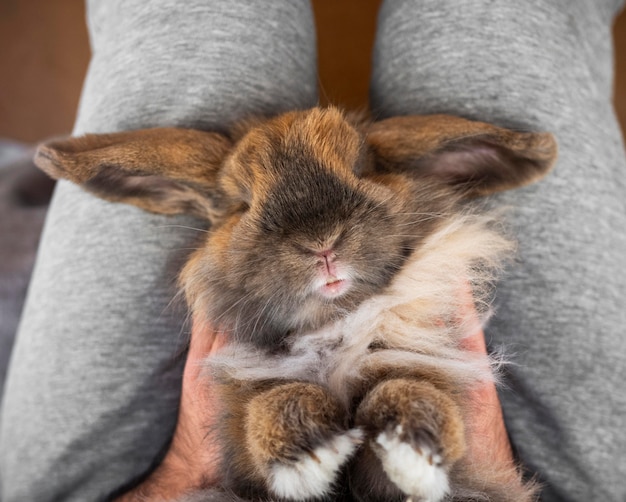 Close up owner holding rabbit on legs