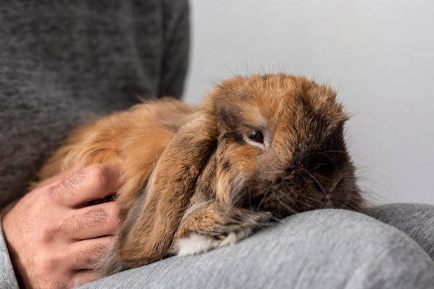 Free photo close up owner holding rabbit