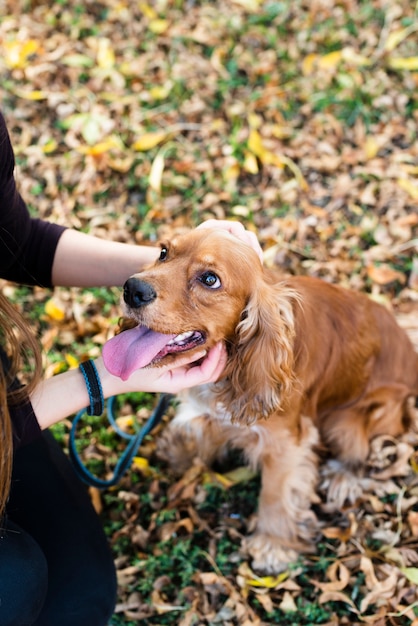 Free photo close-up owner petting best friend