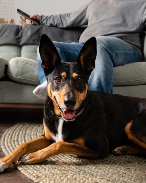 Foto gratuita primo piano proprietario e cane sorridente