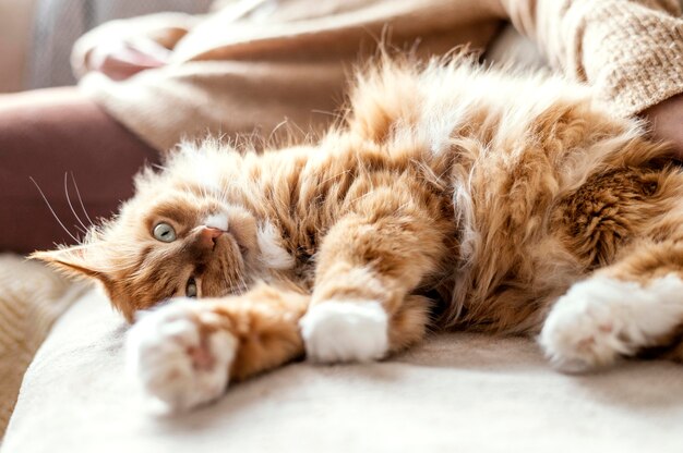 Close up owner with cute cat on couch