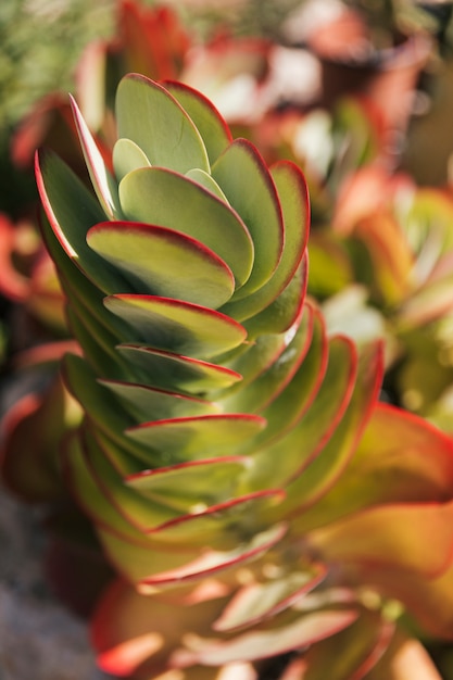 Free photo close-up of paddle plant under the sunlight