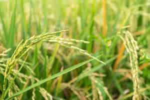 Free photo close up of paddy rice plant.