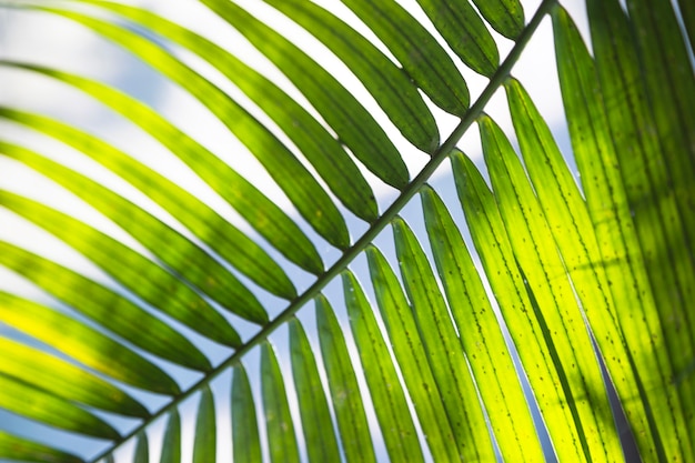 Close-up palm leaf on sky background