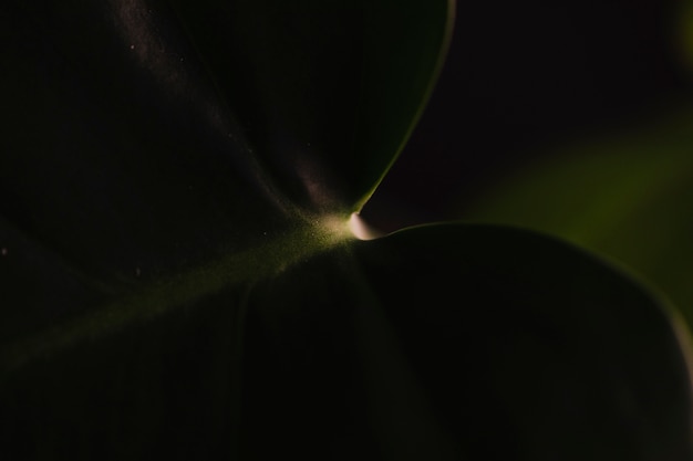 Close-up palm leaf