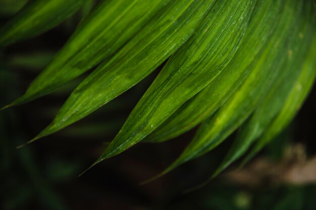 Close-up palm leaf