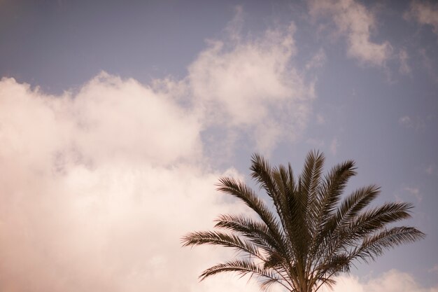 Крупный план пальмы против неба.