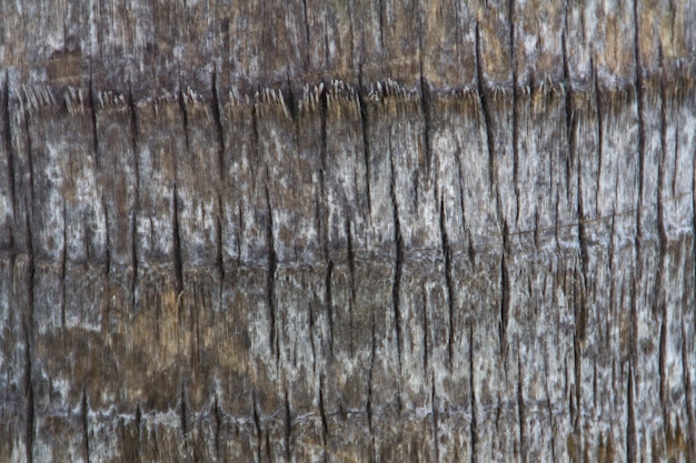 Free photo close-up of palm tree trunk