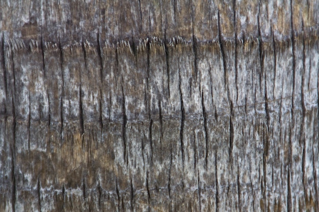 Close-up of palm tree trunk