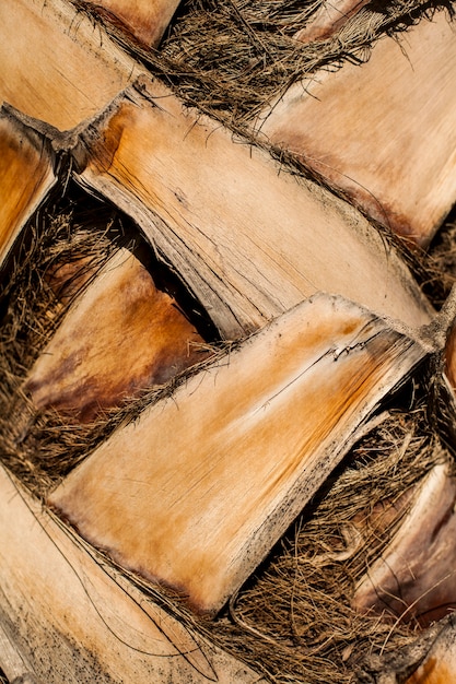 Free photo close-up of palm tree trunk