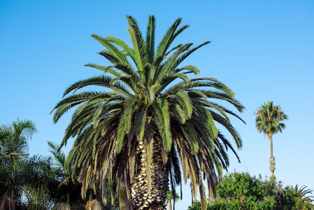 Close up on palms against the blue sky