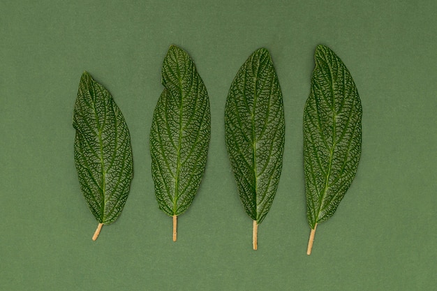 Close-up parallel leaves on green background