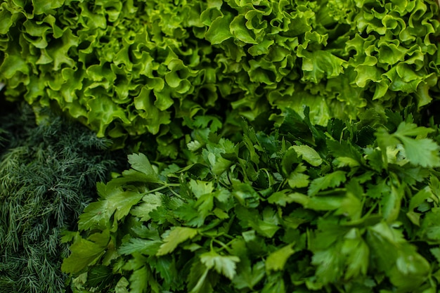 Free photo close up of parsley and dill