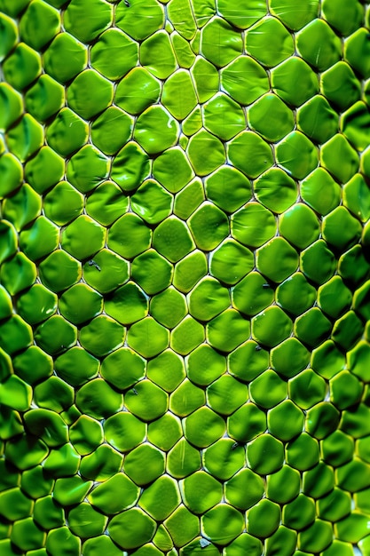 Free Photo close up on  pattern of scales