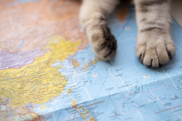 Close-up paws and world map