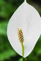 Free photo close-up peace lily flower