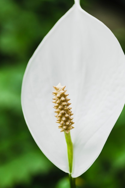 Close-up peace lily flower