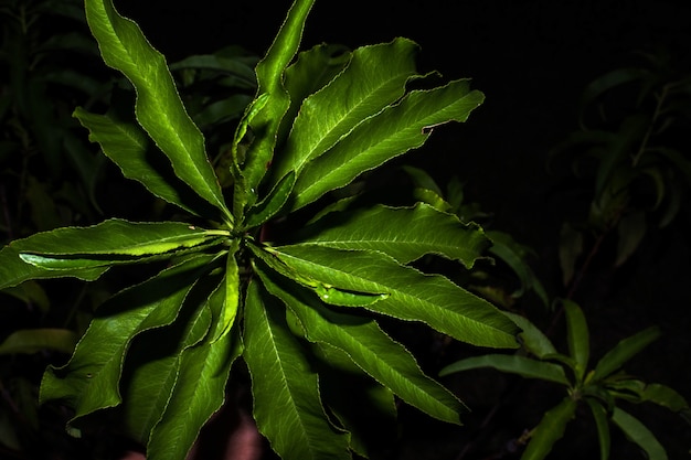 Close up of peach tree leaves at night