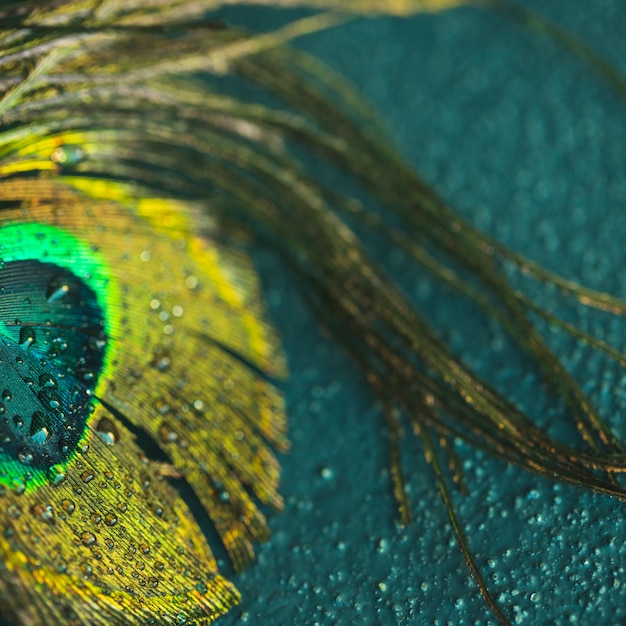 Close-up of peacock feather on the textured background