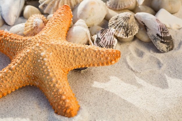 Крупным планом галька, морские звезды и различные морские раковины на песке