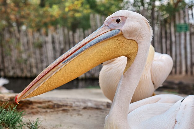 ペリカン鳥のクローズアップ